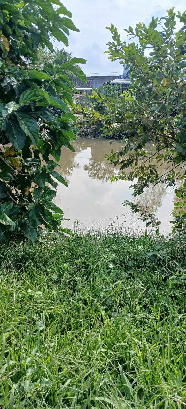 Đất Farm 25.500m² tại Phong Hòa, Đồng Tháp - Cơ hội đầu tư hấp dẫn!