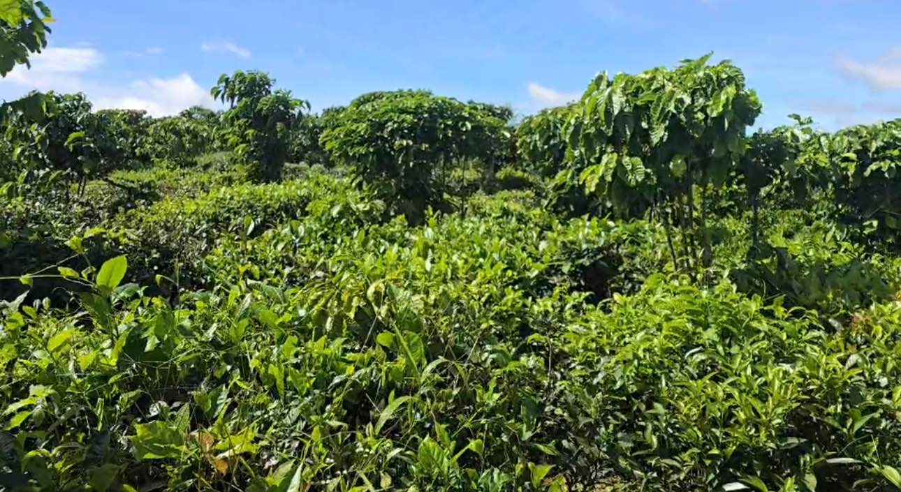 Bán lô đất Lộc Ngãi 2655m² giá 1.5 tỷ - Đầu tư sinh lời lý tưởng!