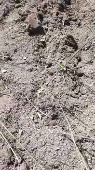 Đất nền 1ha tại Cư Mốt, Ea H'leo, Đắk Lắk - Giá 599 triệu, sổ đỏ chính chủ!