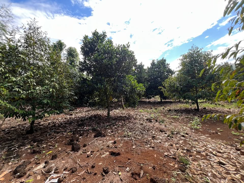 Farm 6,100m² Tân Phú giá 3.1 tỷ - Chính chủ bán gấp!