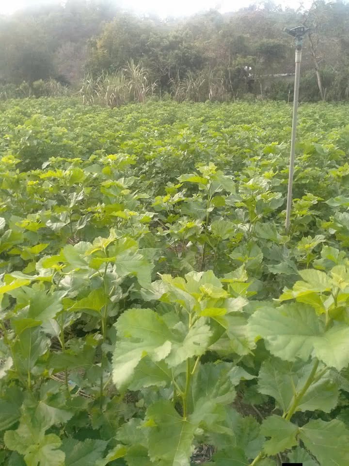 Đất thổ cư 400m² tại Đạ Kho, Đạ Tẻh, Lâm Đồng - Ngay giá sốc chỉ 1.4 tỷ!