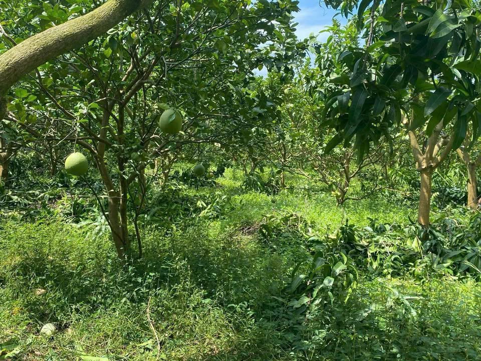 Vườn Bưởi Phú Lý Vĩnh Cửu 10.000m² giá chỉ 5.2 tỷ - Đầu tư sinh lời ổn định!