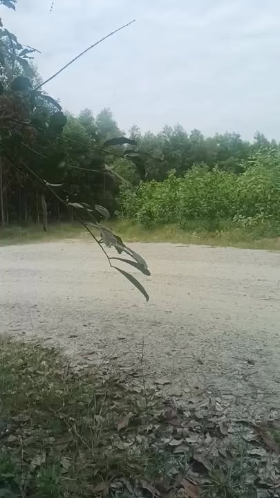 Đất nền 7ha tại Xuân Thành, Xuân Lộc, Đồng Nai - Tiềm năng tăng giá cao!