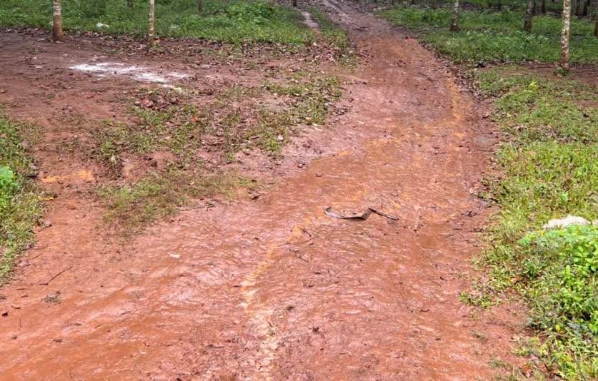 Cho thuê đất rẫy Cư Bô Krong Buk 10.000m² giá chỉ 15 triệu/năm - Vị trí trung tâm tiềm năng