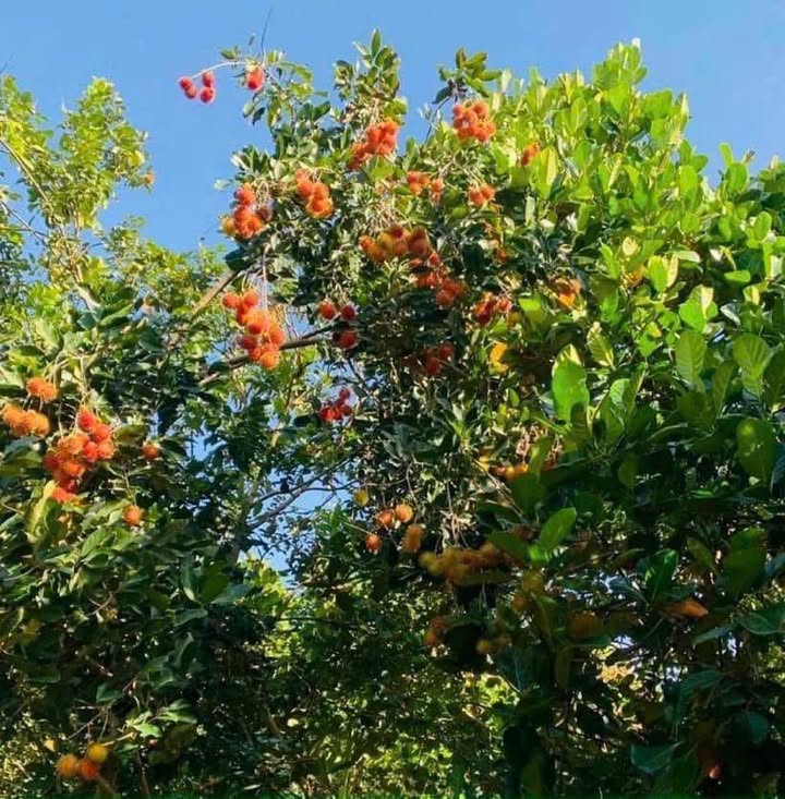 Lô đất vườn Đồng Nai 8.600m² giá 7.5 tỷ - Suối mát, cây ăn trái quanh năm!