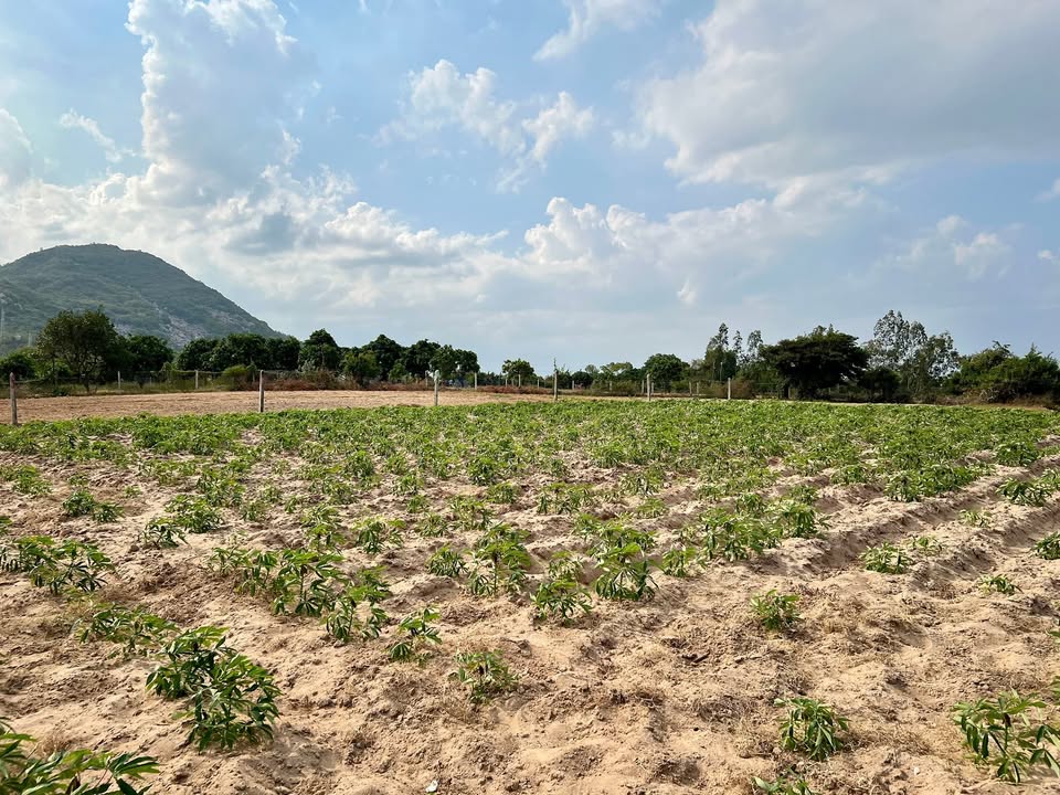 Đất nền TDP Phú Sơn Cam Ranh 2382m² giá 3.6 tỷ - Cơ hội đầu tư hấp dẫn!