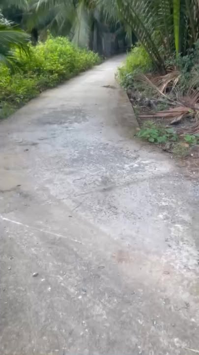 Đất Tân Thanh Giồng Trôm 985m² giá chỉ 448 triệu - Sổ hồng chính chủ