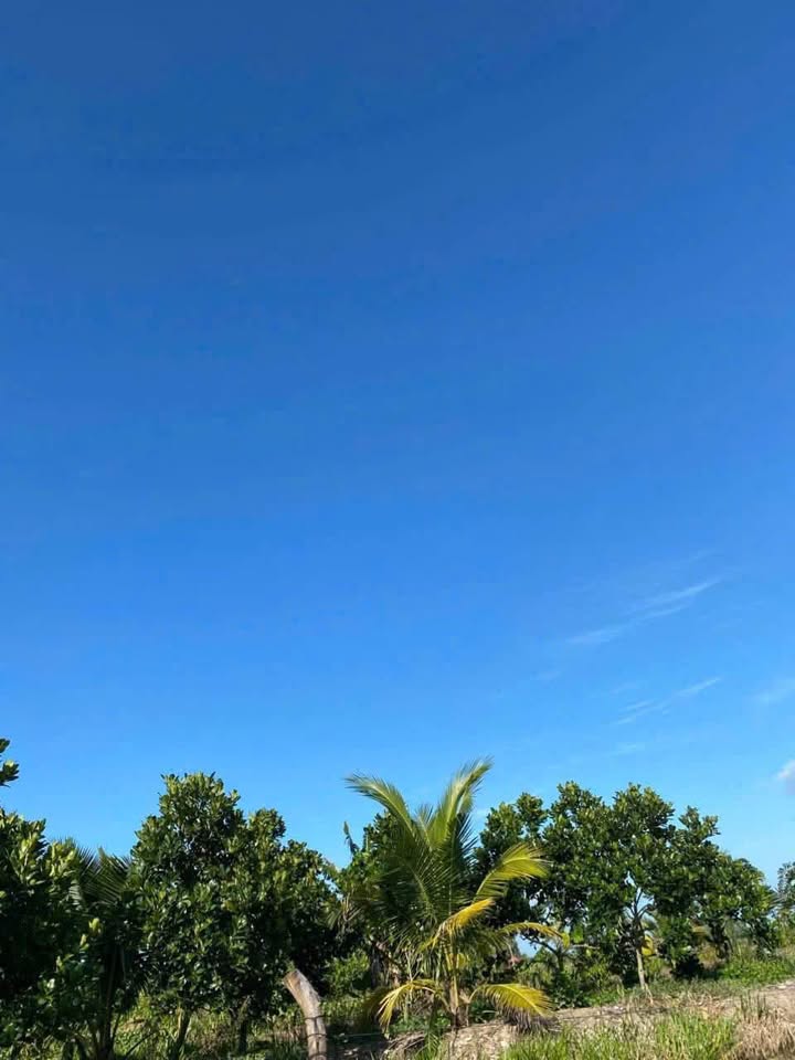 Đất vườn Rạch Xẻo Sao - Bình Đức, Long Xuyên 5.713m² giá 3 tỷ - Cơ hội đầu tư hấp dẫn!