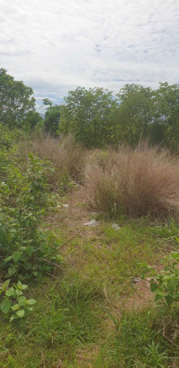 Đất mặt tiền đường trục chính nhà thờ Mai Lâm, Tân Phú 1003m² giá 1.8 tỷ - Cơ hội đầu tư tuyệt vời!