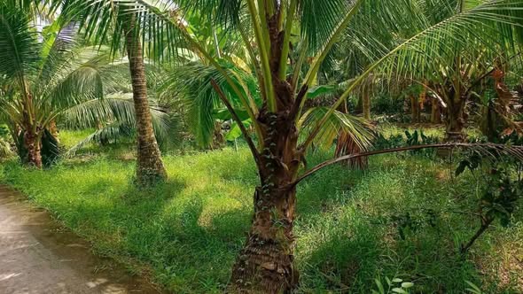 Đất thổ cư Thạnh Ngãi 1353m² giá 790 triệu - Mặt tiền rộng, giao thông thuận lợi!