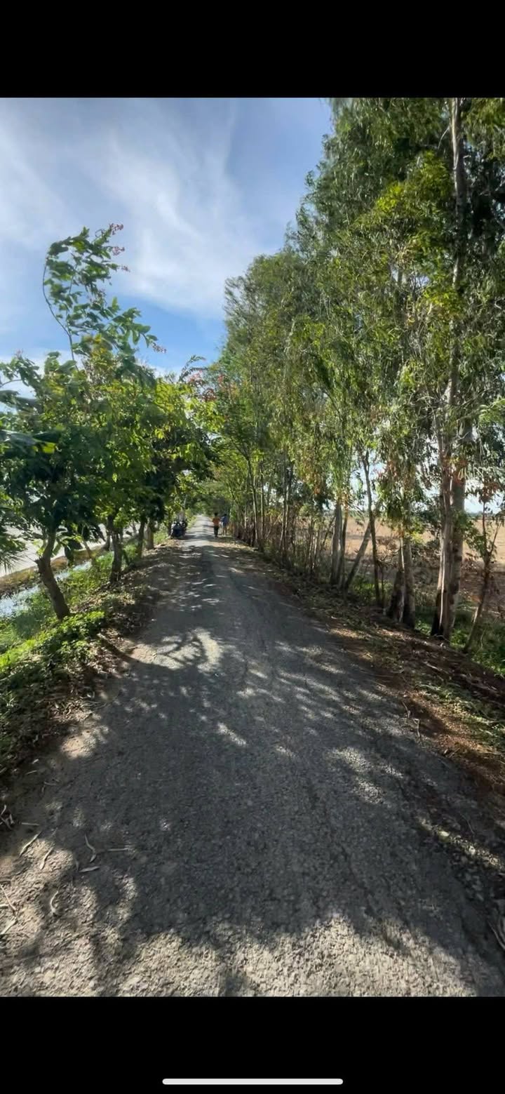 Đất mặt tiền 4 công 6 tại Long Phú, An Giang - Giá chỉ 1.656 tỷ, sổ hồng chính chủ!