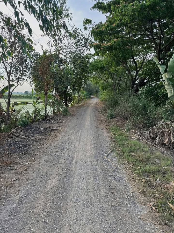 Đất mặt tiền đường Sườn 3 Tân Châu 5172m² giá 300 triệu - Sổ đỏ chính chủ!