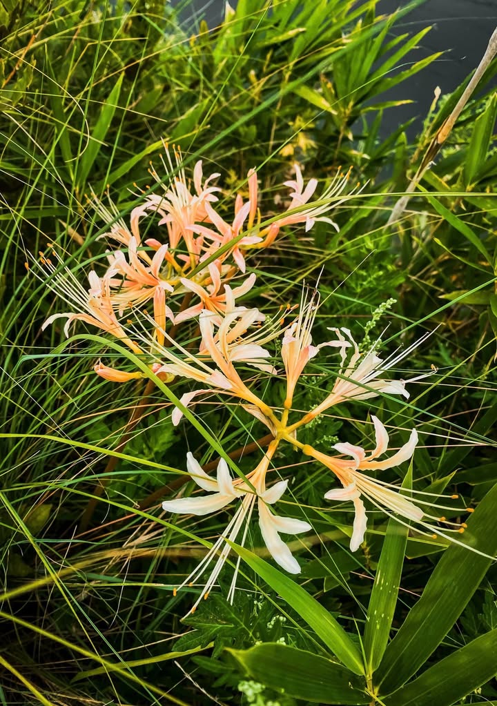 Đất nền Đại Phước Nhơn Trạch 90m² giá 1.65 tỷ - Sổ đỏ chính chủ, đầu tư sinh lời!