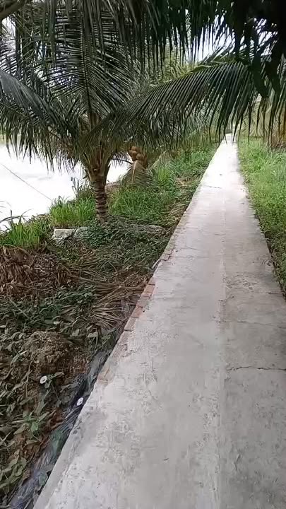 Đất mặt tiền 3m tại Tham Đôn, Mỹ Xuyên - 5000m² chỉ 1.25 tỷ, cơ hội đầu tư hấp dẫn!