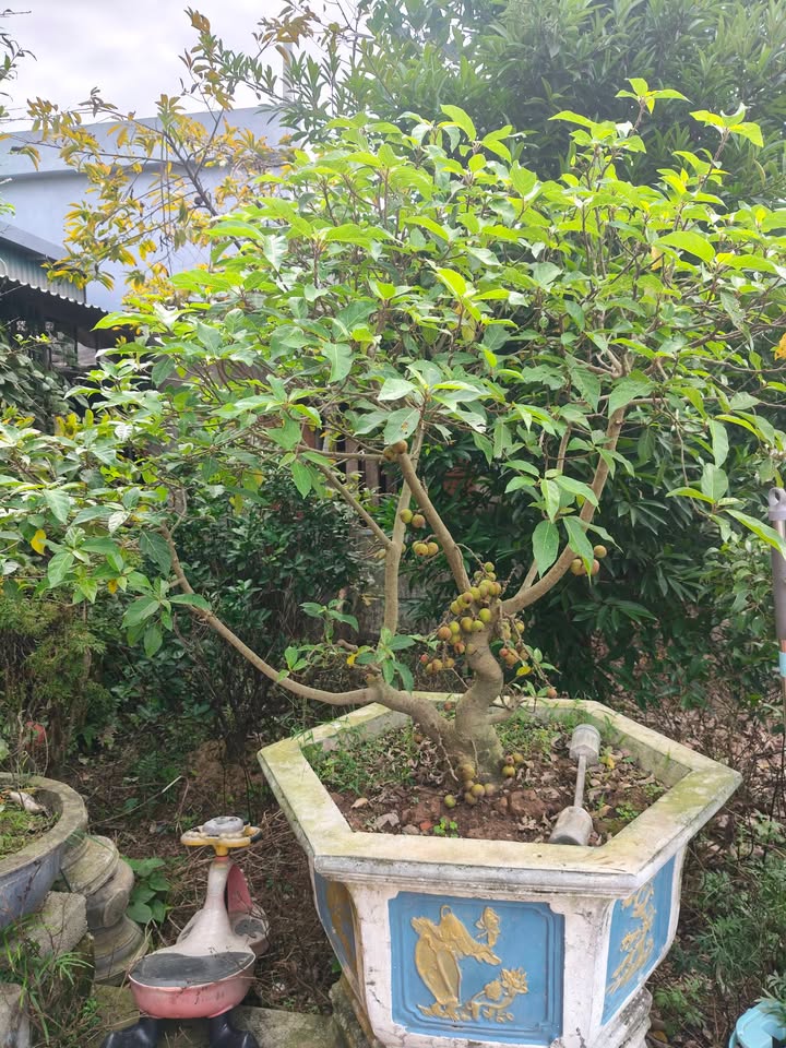 Đất nền thôn 6 Phù Vân 79m² giá chỉ 1 tỷ - Vị trí đẹp, đầu tư sinh lời!