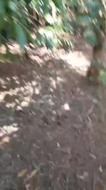 Đất nền 8000m² tại Ea M'Droh, Cư M'gar - Bán gấp trong 5 ngày!