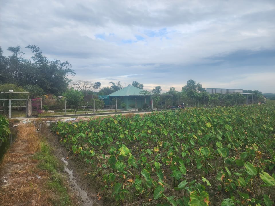 Đất nền Thái Hòa, Tân Uyên 720m² giá 1.95 tỷ - Cơ hội đầu tư tuyệt vời!