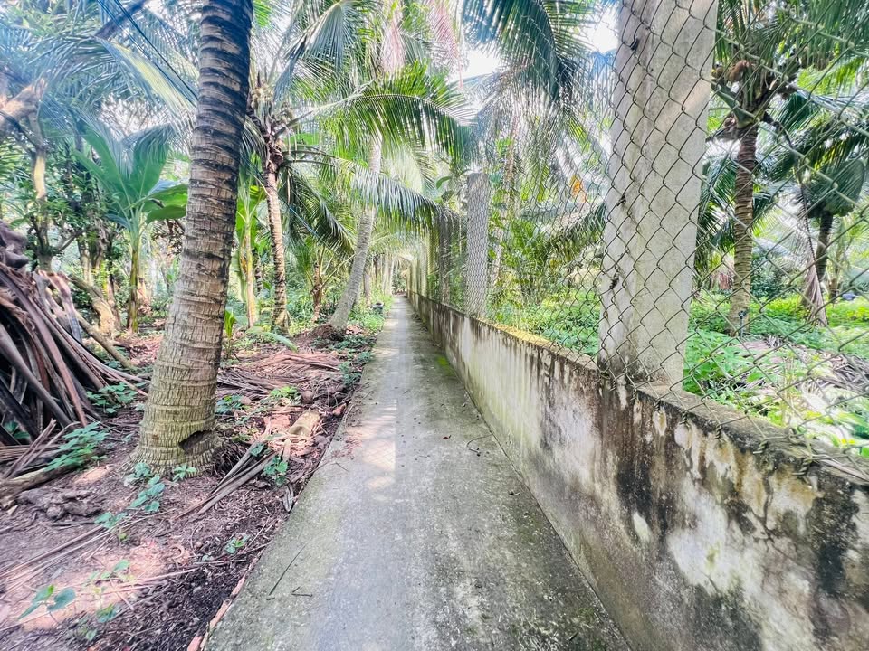 Bán vườn dừa bưởi da xanh tại Long Hưng, Châu Thành, Tiền Giang, 990m² - Đầu tư sinh lời ngay!