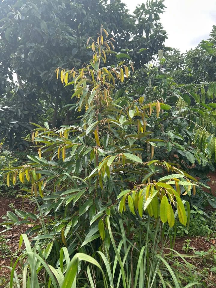 Đất nền Ea Khal 3600m² giá 399 triệu - Đầu tư sinh lời ngay!