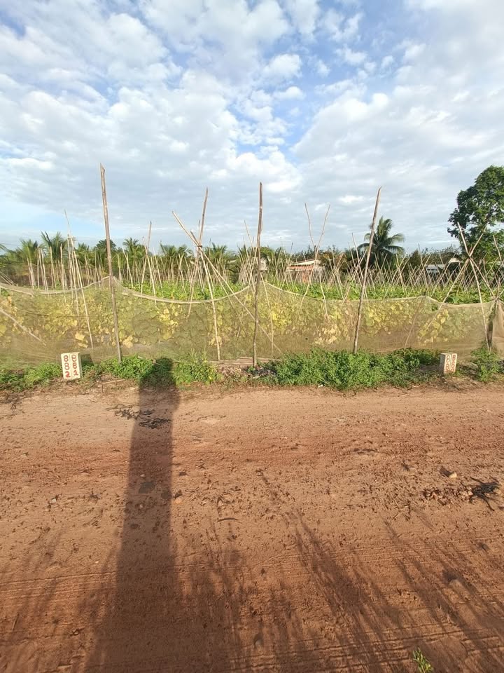 Đất nền Ninh Thạnh, Tây Ninh 150m² giá 340 triệu - Bán gấp trước Tết!