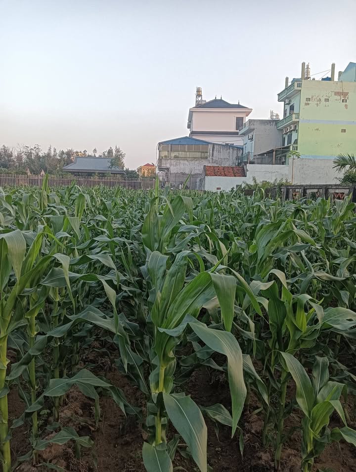 Đất Thịnh Long, Hải Hậu 343m² giá tốt - Gần biển, đầu tư lý tưởng!