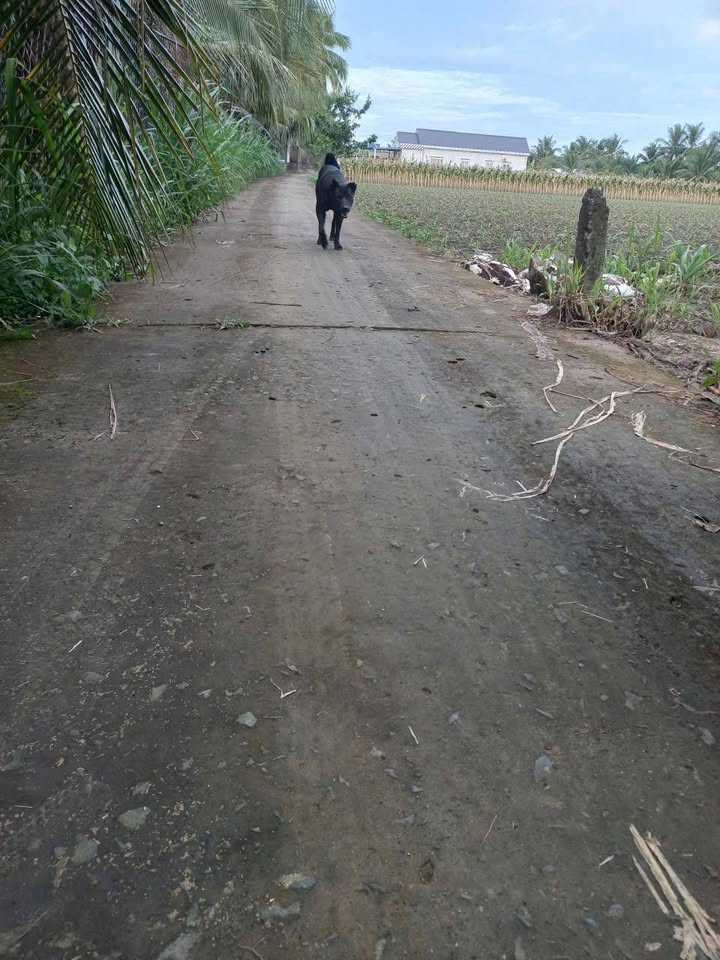 Đất nền Đạo Thạnh, Sa Đéc 279m² giá 600 triệu - Sổ đỏ chính chủ, đầu tư sinh lời!