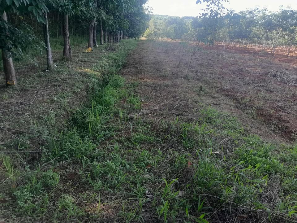 Đất nông nghiệp Cửa Tùng, Vĩnh Linh 16.560m² - Giá tốt, vị trí đắc địa!