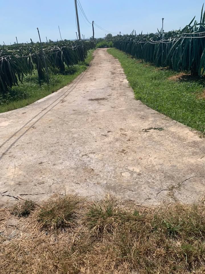 Đất nền 1756m² Hàm Hiệp, Hàm Thuận Bắc - Giá chỉ 470 triệu, ô tô vào tận đất!