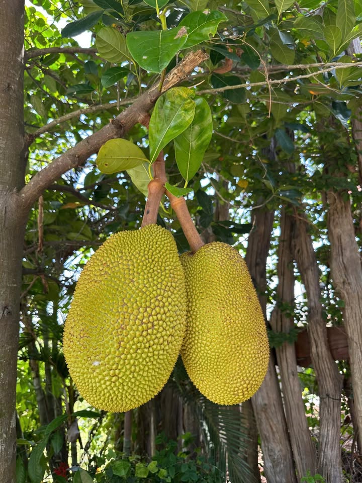 Đất nền đường Võ Văn Kiệt, Phú Thủy 115m² giá 5.499 tỷ - Cơ hội đầu tư hấp dẫn!