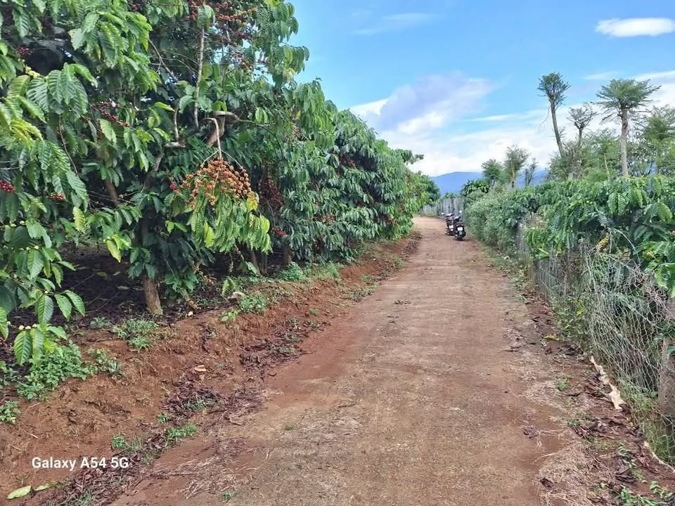 Đất nông nghiệp Hòa Bắc Di Linh 5000m² giá 2.9 tỷ - Cơ hội đầu tư hấp dẫn!