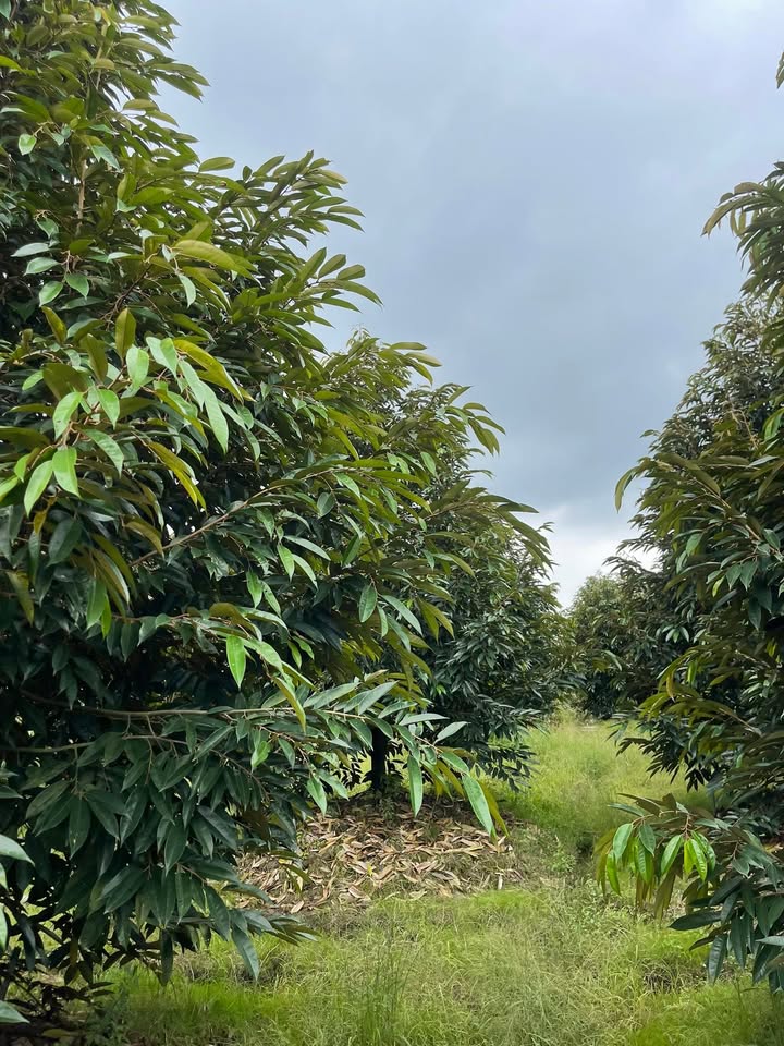 Đất vườn sầu riêng Đồng Tháp 10.500m² giá 6,2 tỷ - Đầu tư sinh lời hấp dẫn!