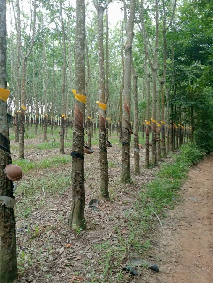 Đất Farm 36.000m² tại ấp Vịnh, xã An Cơ, Châu Thành - Giá chỉ 1.5 tỷ!