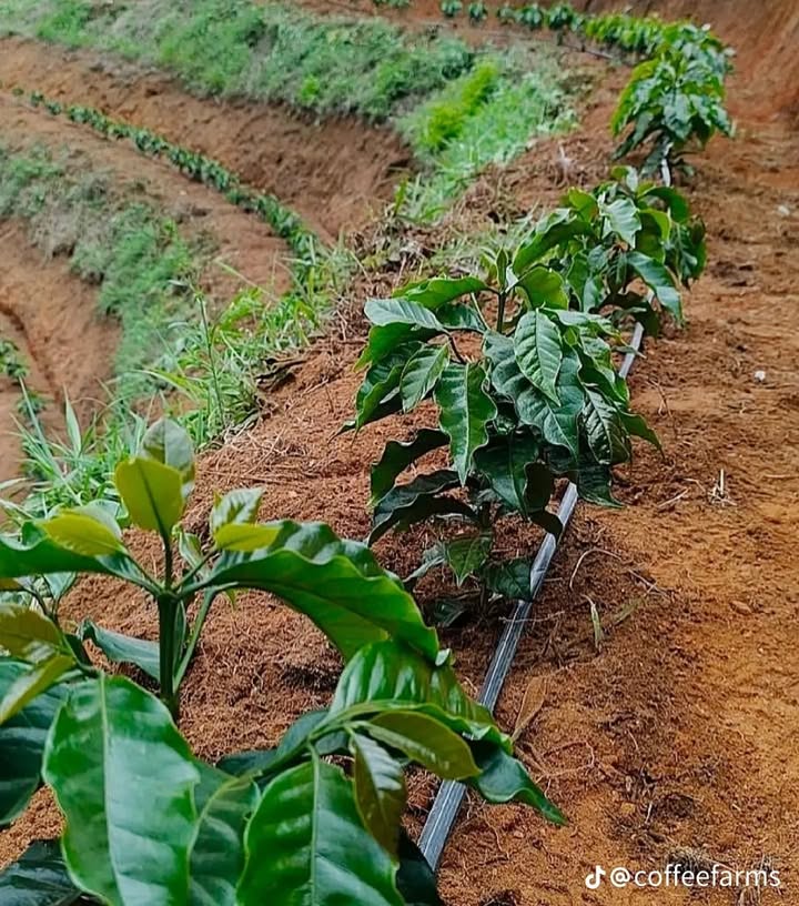 Đất nền chính chủ 3 sào Ia Tô, Ia Grai - Giá chỉ 2xx triệu, vị trí đắc địa!