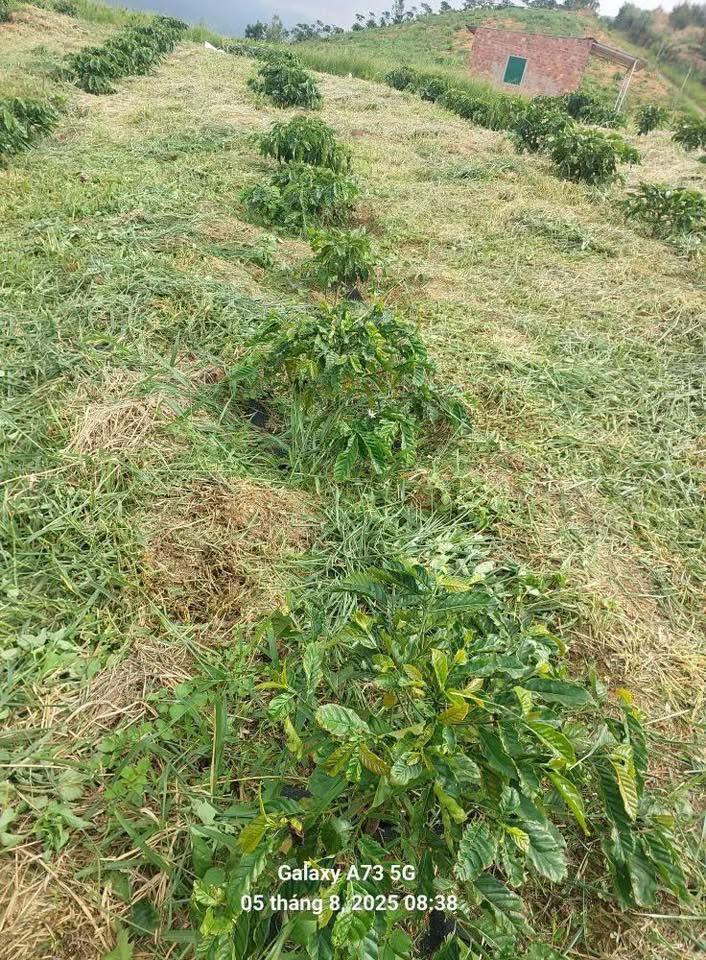 Đất Tân Thanh Lâm Hà 31.000m² giá 4.5 tỷ - Cơ hội đầu tư hấp dẫn!