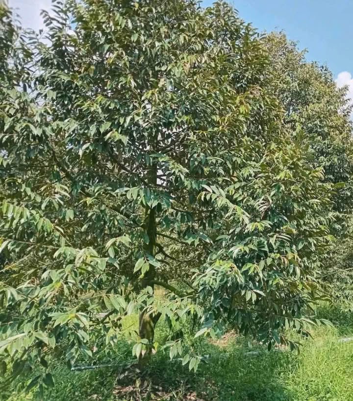 Đất vườn Mỹ Đức Tây 5000m² giá 2.16 tỷ - Đầu tư sinh lời ngay!