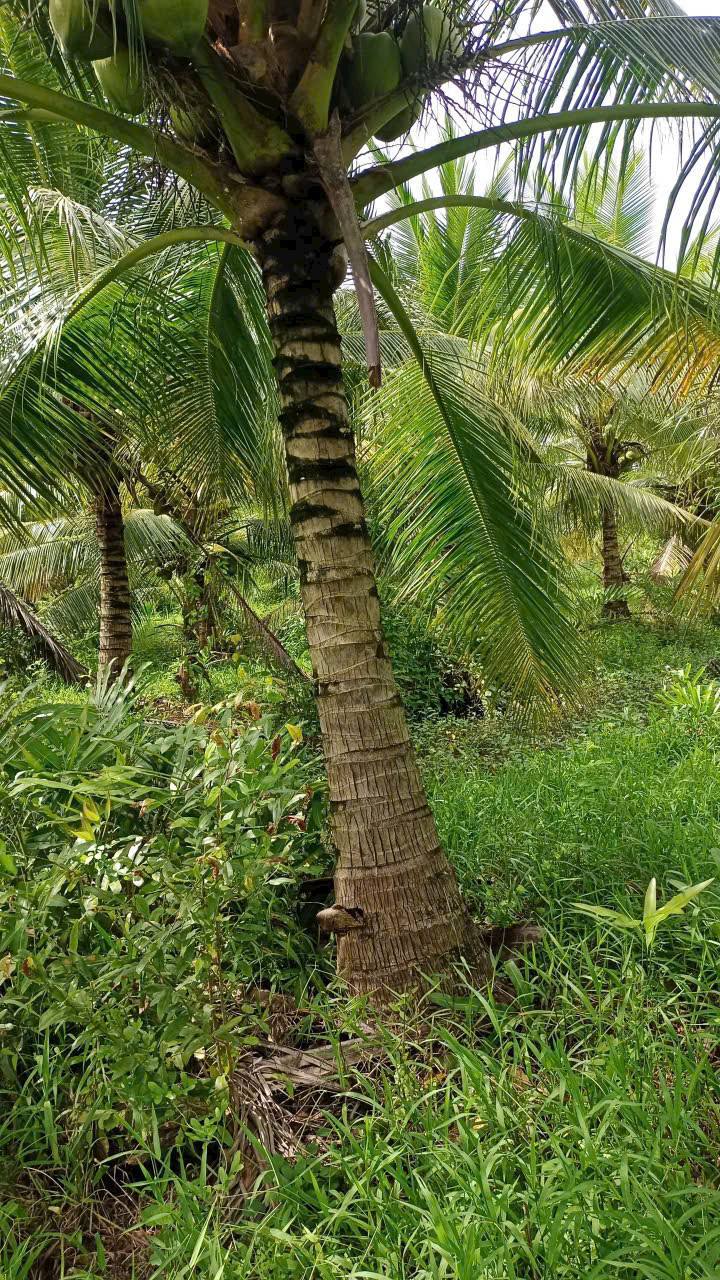 Đất nền mặt tiền bờ kênh 70m tại Láng Khoét, Châu Thành - Giá chỉ 200 triệu/công!