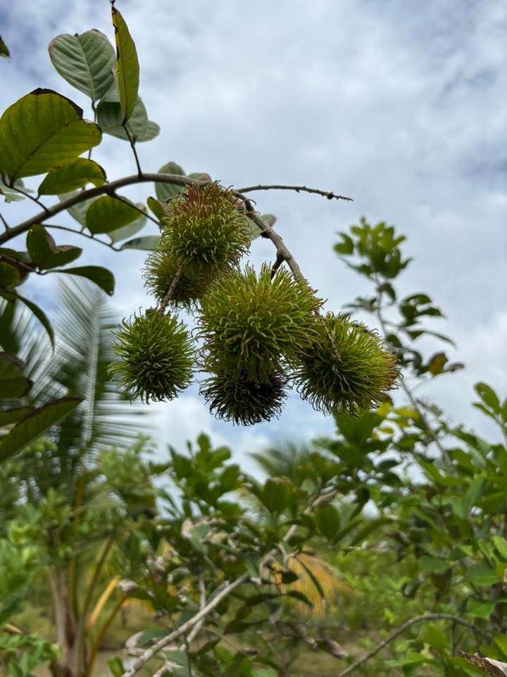 Đất vườn Hòa Thuận An Giang 7548m² - Đang trồng cây ăn trái, giá tốt!