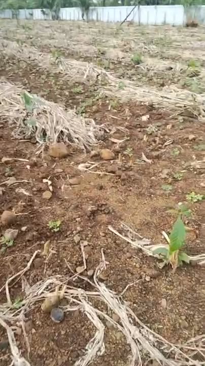 Đất Farm 5500m² tại Hòa Khánh, Buôn Ma Thuột - Giá chỉ 2.2 tỷ - View tuyệt đẹp!