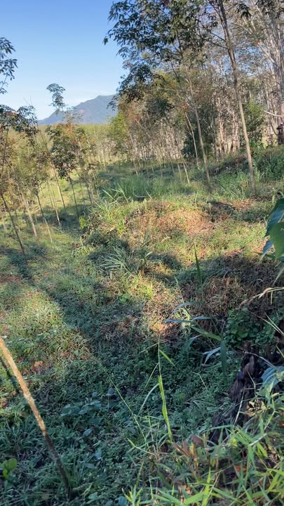 Đất Farm Sa Sơn 1.6ha giá 1.3 tỷ - Đầu tư sinh lời tiềm năng!