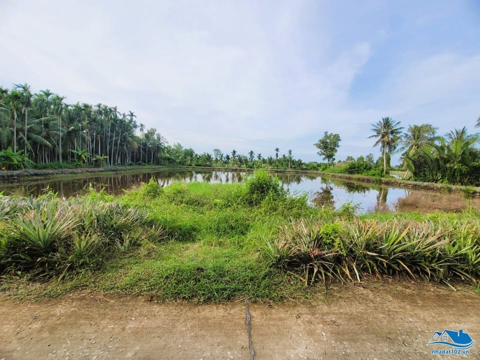 Đất ruộng 4.945m² tại ấp An Thới, An Giang - Giá chỉ 1,5 tỷ!