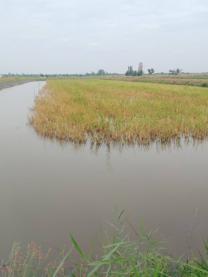 Đất nền đẹp Nam Thái A, An Biên 4.070m² giá 3.7 tỷ - Cơ hội đầu tư hấp dẫn!