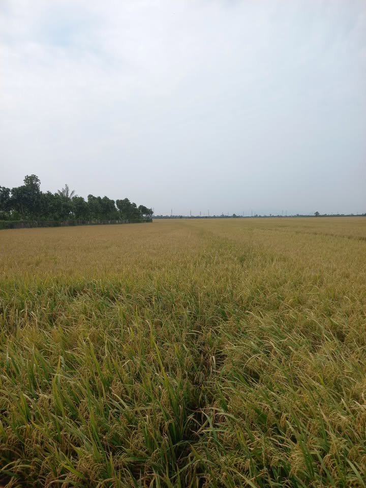 Đất nông nghiệp 3,117m² tại Long Sơn, Tân Châu - Giá chỉ 200 triệu!