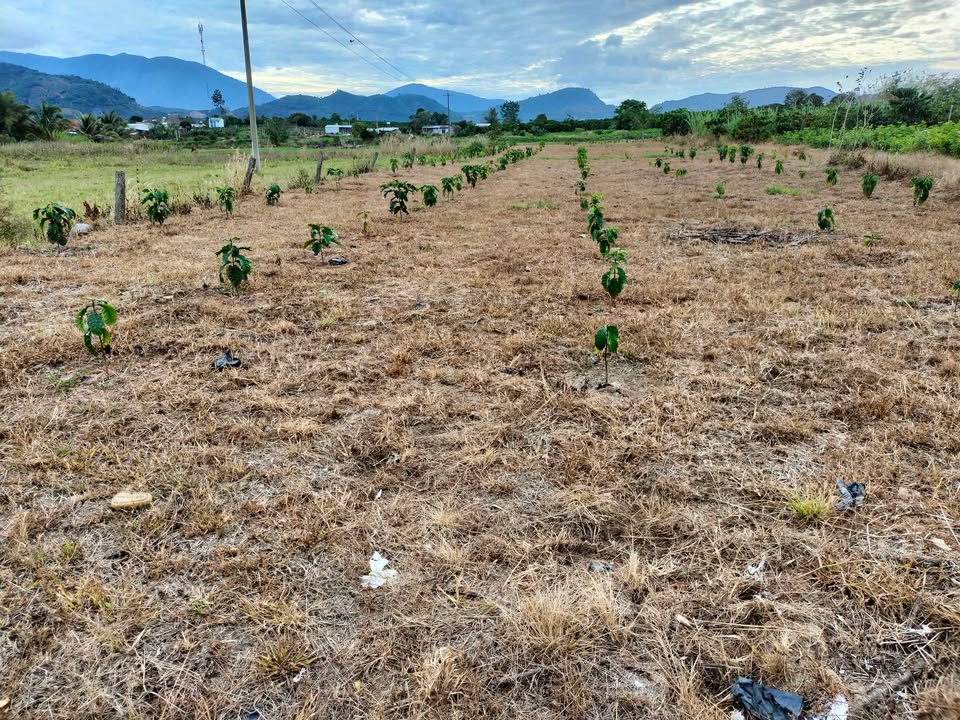 Đất nền xã Krông Nô 40.000m² giá 1.1 tỷ - Sổ đỏ chính chủ, thương lượng tốt!