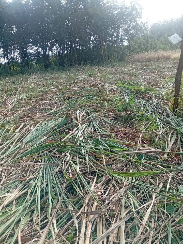 Đất nền Lộc An, Lộc Ninh 100m² giá 750 triệu - Đầu tư trồng sầu riêng sinh lời!