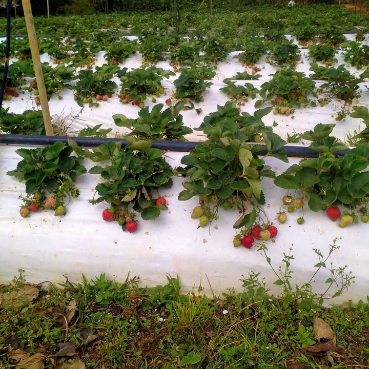 Đất nền Đạ Nhim Lạc Dương 2520m² giá 2.2 tỷ - Mặt tiền Quốc lộ 27!