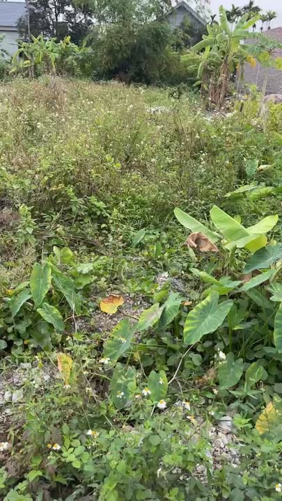 Đất nền góc Quốc Tuấn 48m² giá 900 triệu - Ngõ ô tô vào tận nhà!