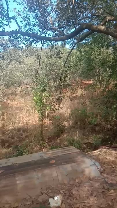 Đất nền 33.000m² Tân Lợi, Đồng Phú giá chỉ 2.3 tỷ - Sổ đỏ chính chủ!