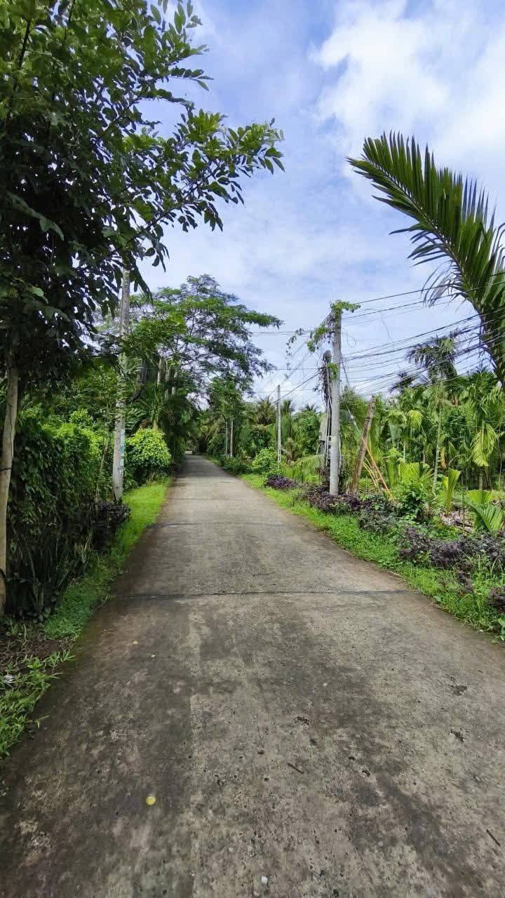 Đất vườn 3.3 công xã Long Mỹ, Giồng Trôm - Giá chỉ 2.805 tỷ!