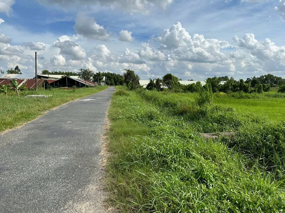 Lô đất vườn 1550m² tại xã Phước Hiệp, Củ Chi - Tiềm năng nghỉ dưỡng lý tưởng!