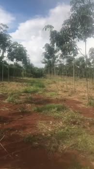 Đất Farm Đa Kia Bù Gia Mập 10.000m² giá 1,2 tỷ - Cơ hội đầu tư hấp dẫn!